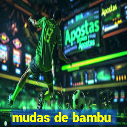 mudas de bambu