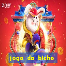 jogo do bicho crash bingo
